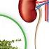 1 Best Remedy For A UTI Urinary Tract Infection