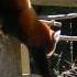Red Panda Adventures