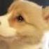Adorable Corgi Puppy Howls