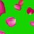 Хромокей Футаж лепестки роз Chromakey Footage Rose Petals