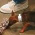Youtuber Gives Pets New Homes Truly Heartwarming