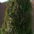 Thuja Smaragd Your Easy Care Evergreen The Plant Store Thuja Lowmaintenanceplants Gardendesign