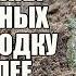 НЕ ОЖИДАЛ НАЙТИ ТАКОЕ В ЛАГЕРЕ ЗАКЛЮЧЁННЫХ 19 ВЕКА Поиск золото с металлоискателем Russian Digger