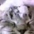 WHISKAS RYTP RYTPMV