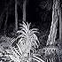 Giant Spiders In The Congo J Ba Fofi VHS Analog Horror Part 2