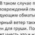 Выращивание груши в Приморье 1