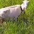 Зустрів Троянду Краса Української Природи Ukraine Nature Shots Animals Travel