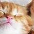 No Ads Sleep Inducing Music That Puts You To Sleep In 5 Minutes Cat S Favorite Music Sleep Music