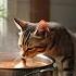 Кот повар добавляет лук Кот готовит суп кот милота Cat Cute умныйкот Smartcat котенок