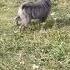 Шарпей голубой щенок Blue Sharpei Puppy