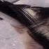 Длиннохвостые синицы ополовник зимой Long Tailed Tits