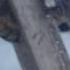 Кот на лестнице Смешное видео
