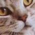 Правильная реклама Whiskas