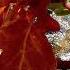 Frank Sinatra Autumn Leaves