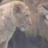 ПОТРЯСАЮЩАЯ ПЕСНЯ КАФКАЗДИН АСЛАН Лев Кавказа A Beautiful Agul Song The Lion Of The Caucasus