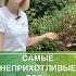 Самые неприхотливые розы не боятся дождя быстро приживаются