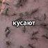 Почему комары кусают именно тебя Удивительные факты Shorts