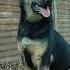 German Shepherd Dog Немецкая овчарка чепрачного окраса Germanshepherd немецкаяовчарка Dog