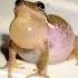 Real Frog Voice Frog Viralshorts Animalshorts Tiktokviral