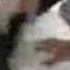Süpürge Seven Kedi