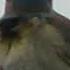 ВАРАКУШКА Шведский соловей Luscinia Svecica Bluethroat С ПЕСНЯМИ В ПАВЛОДАРЕ