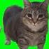 W W OIIA OIIA Spinning Cat ARJAMO REMIX