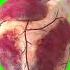 Human Heart Beating Animation Green Screen With Sound Effects 2025