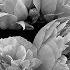 2CELLOS Shape Of My Heart