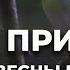 ГОЛОСА ПТИЦ весенний лес ЗВУКИ ПРИРОДЫ апрель
