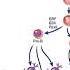 Abbas Ch 8 Lymphocyte Development And Antigen Receptor Gene Rearrangement Raje