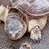 Mind Blowing Turtle Speed Catches Prey In Milliseconds