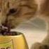Friskies Cat