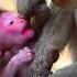 Fantastic Monkey Mom Try To Stop Milk Baby
