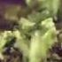 Fat Freddy S Drop Kiss Da Cook Episode 3 Paua Wontons Official Video