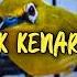 Smart Mastering Pleci Full Kenari