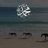 كل القلوب الي الحبيب تميل