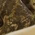 Monitor Lizard In Bad Shape Snake City
