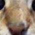 FREE FOR NON PROFIT CHIPI CHIPI CHAPA CHAPA FXVE REMIX