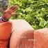 MOJI SHORT BABA Hasn T Shaved His Beard In 7 Years CELEB 254