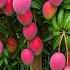 Grow Mango Tree Faster With This Proven Method For Beginners Mango Fruittree