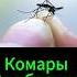 Народное средство от комаров дача комары Shorts огород