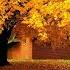 Тирамохи заррин Душанбе The Golden Autumn Dushanbe