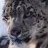 Snow Leopard The Ghost Of The Mountains