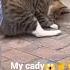 My Cady Shorts Reels Respect