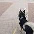 Встретили классную компанию собак собака пёс Dog Dogs пес животные домашниеживотные