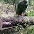 Расчистка болота втайге клюква