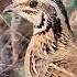 Звук перепелки которая скоро улетит на юг The Sound Of A Quail Flying South Soon