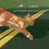 I Have Actually Watched Don T Toy With Me Miss Nagatoro Therian Warriorcats Edit Antizoo