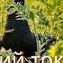 Тетерев поздний май Black Grouse Lyrurus Tetrix L