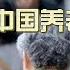 解析中国养老制度 老龄化形势严峻 养老基金即将耗尽 养老压力巨大 养老保险 统账结合模式 个人账户空账 延迟退休年龄
